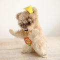 アンティーク シュタイフ アライグマ Steiff Raccy 10cm サイズ
